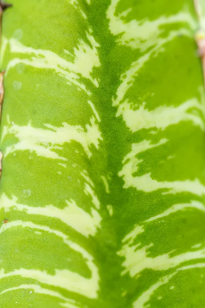 Zbliżenie świata w kształcie kaktusa — Zdjęcie stockowe