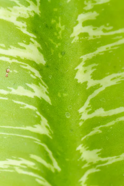 Close up of globe shaped cactus — Stock Photo, Image