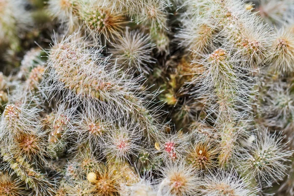 Primer plano de cactus en forma de globo —  Fotos de Stock