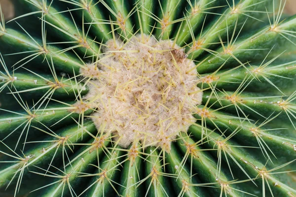 Close up van globe vormige cactus — Stockfoto