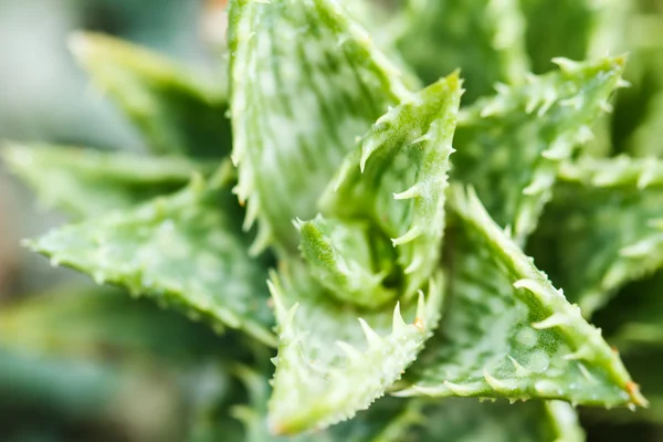 Kaktusar lämnar spiral makro skott — Stockfoto