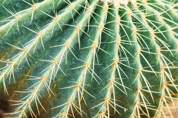 Primer plano de cactus en forma de globo —  Fotos de Stock