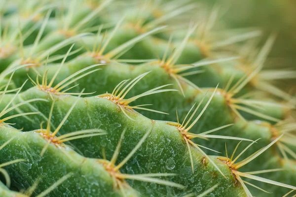 Close up van globe vormige cactus — Stockfoto