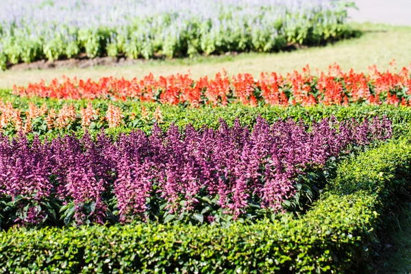 Fleurs dans le jardin — Photo