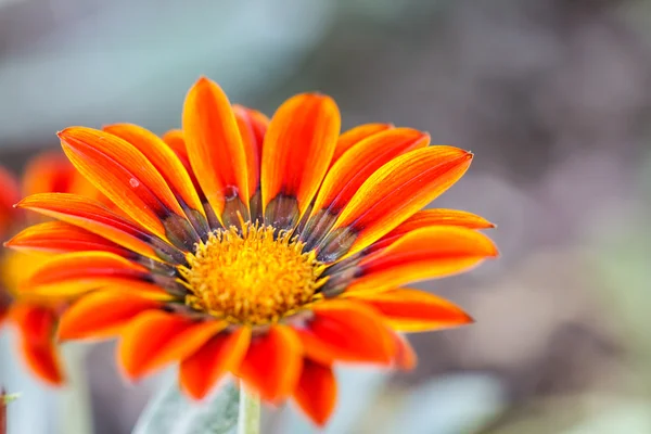Gerbera virág — Stock Fotó