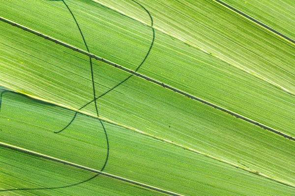 Palm leaf macro shot — Stock Photo, Image