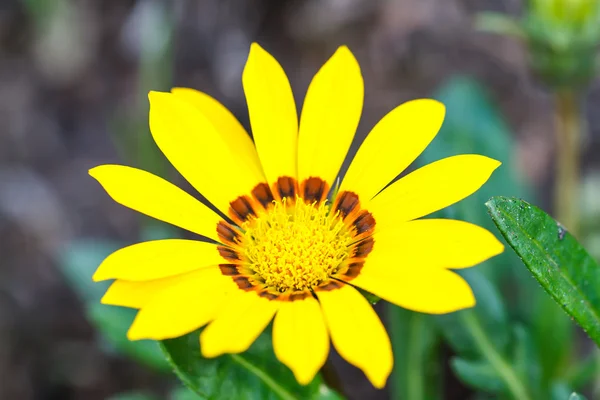 Gerbera blomma — Stockfoto