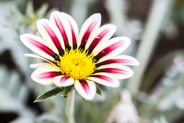 Gerbera virág — Stock Fotó