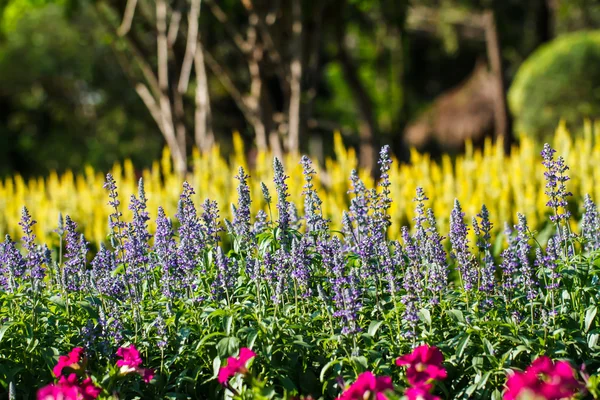 Lavender flowers in garden — Stock Photo, Image