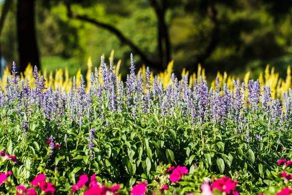 ラベンダーの花の庭 — ストック写真