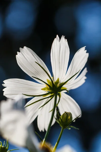 Kosmos Blumen im Garten — Stockfoto