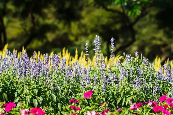 ラベンダーの花の庭 — ストック写真