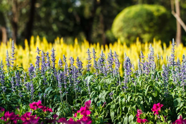 ラベンダーの花の庭 — ストック写真