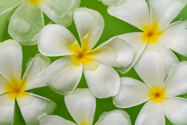 Цветок плюмерии в воде — стоковое фото