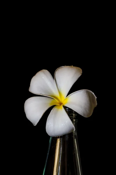 Plumeria flower in glass bottles. — Stock Photo, Image