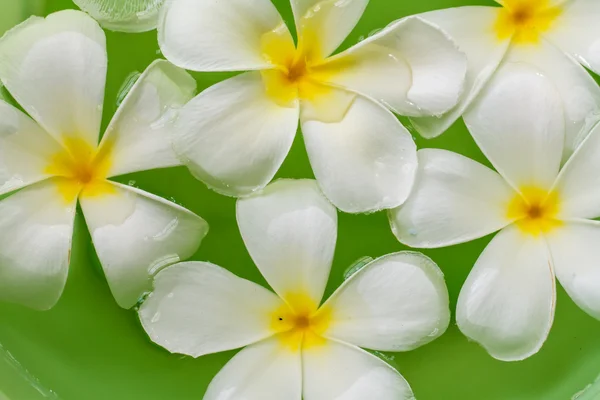 Flor de Plumeria en agua —  Fotos de Stock