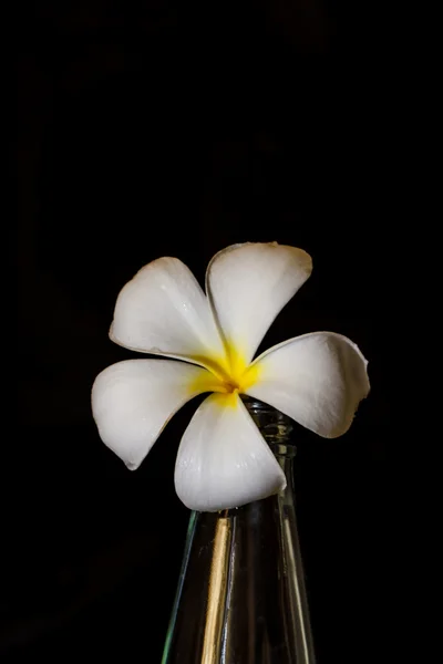 Plumeria flower in glass bottles. — Stock Photo, Image