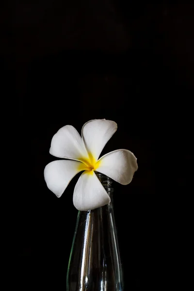 Цветок плюмерии в стеклянных бутылках . — стоковое фото
