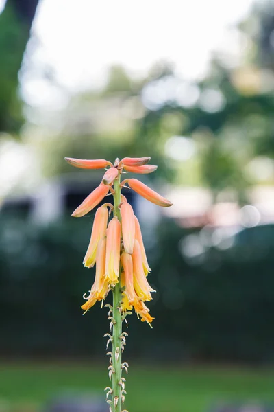 Aloe-Blüten — Stockfoto