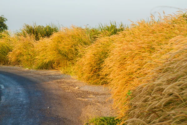 Gras bloemen — Stockfoto