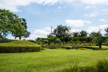 Parkta yeşil çimenler