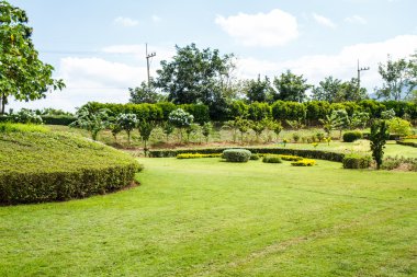 Parkta yeşil çimenler