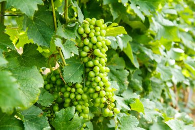 Üzüm bahçesinde ağaç üzerinde