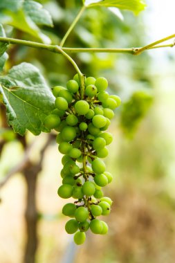 Üzüm bahçesinde ağaç üzerinde