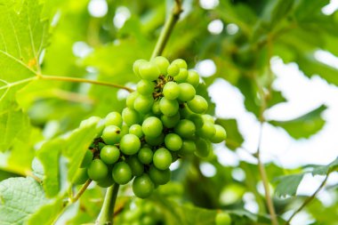 Üzüm bahçesinde ağaç üzerinde