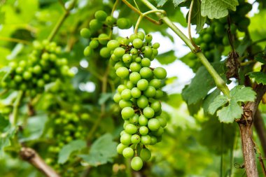 Üzüm bahçesinde ağaç üzerinde