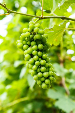 Üzüm bahçesinde ağaç üzerinde