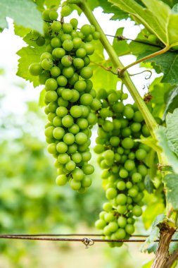 Üzüm bahçesinde ağaç üzerinde