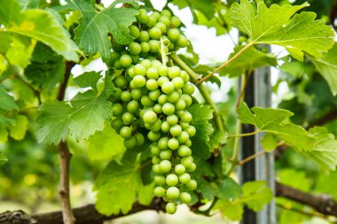 Üzüm bahçesinde ağaç üzerinde