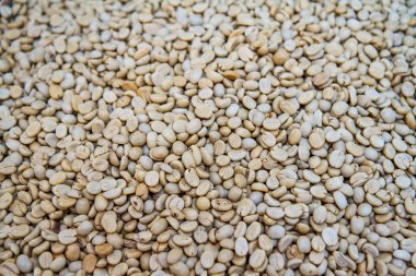 taze kahve çekirdekleri