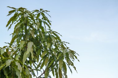 Mango yaprak arka plan