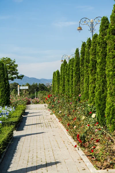 Promenera i parken — Stockfoto