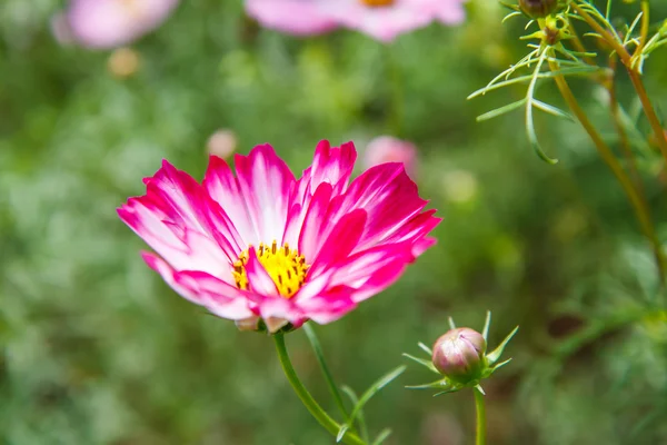 Fleurs de cosmos dans le jardin — Photo