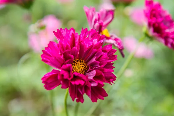 Cosmos flowers in garden — Stock Photo, Image