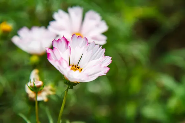 Fleurs de cosmos dans le jardin — Photo