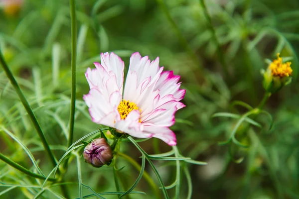 Fleurs de cosmos dans le jardin — Photo