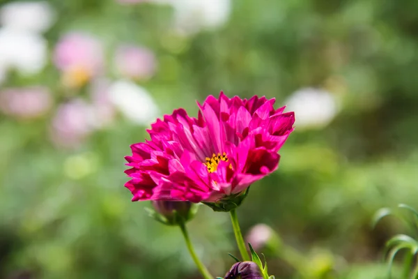 Cosmos flowers in garden — Stock Photo, Image