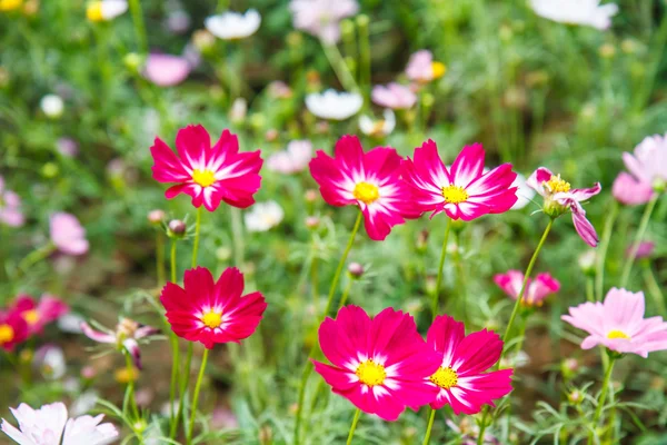 庭のコスモスの花 — ストック写真