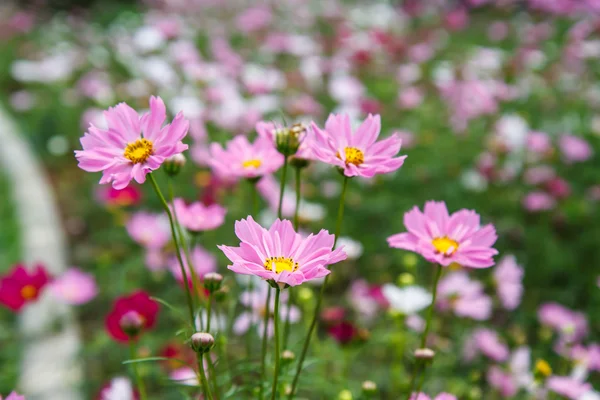 庭のコスモスの花 — ストック写真