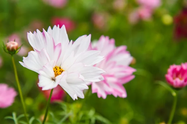 Cosmosbloemen in de tuin — Stockfoto