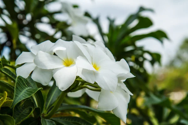 Vit blomma i trädgården — Stockfoto