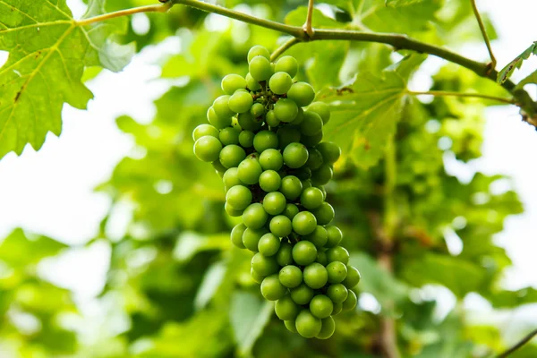 Uvas en el árbol en el jardín — Foto de Stock