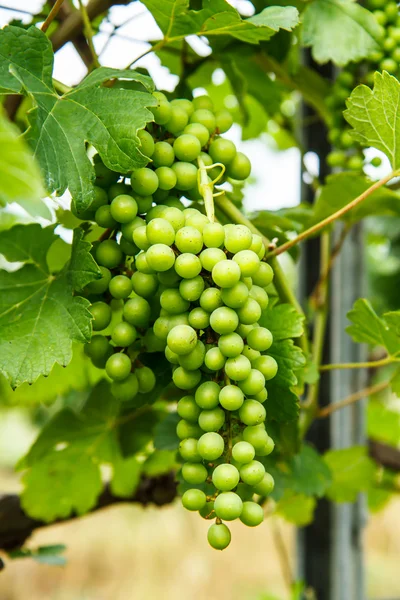 Uvas en el árbol en el jardín — Foto de Stock