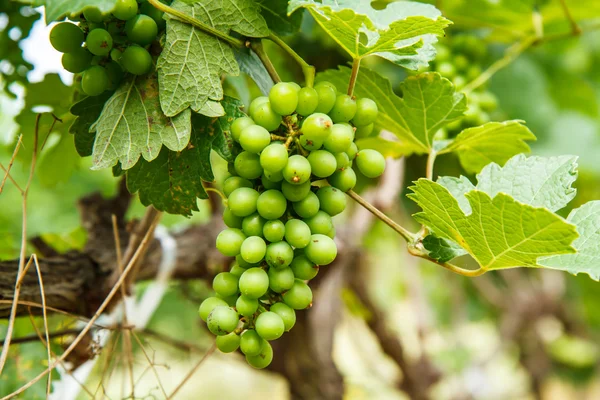 Uvas en el árbol en el jardín — Foto de Stock