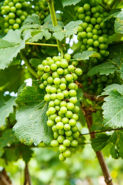 Uvas en el árbol en el jardín — Foto de Stock