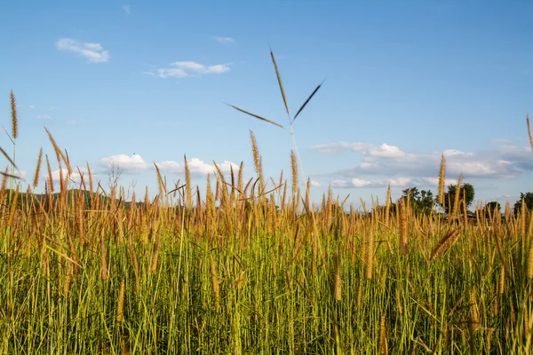 Grass flowers with sky background. — Stock Photo, Image